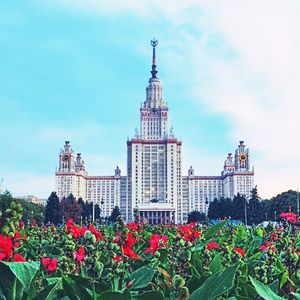 Low angle view of flowers against clear sky