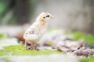 Close-up of a bird