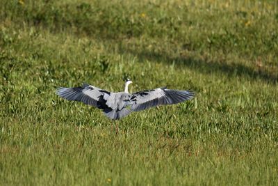 Gray heron spread wings on a field