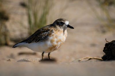 Close-up of bird perching on land