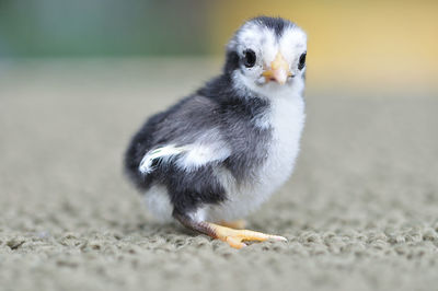 Close-up of bird