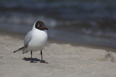 Close-up of bird