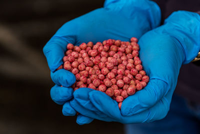 Close-up of a handful in the hands in the form of a heart etched soybean seeds