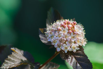 Close-up of flower blooming outdoors