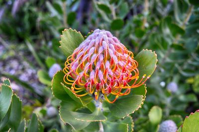 Close-up of flowers