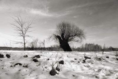 Bare trees on snow covered field against sky