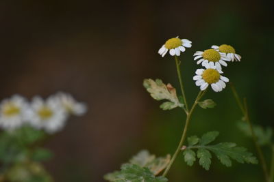 Close-up of white daisy flowers