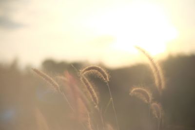 Close-up of stalks against sky at sunset