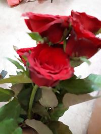 Close-up of red rose