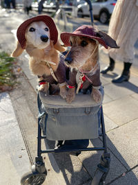 Two dogs wearing cute costumes seating in the pram