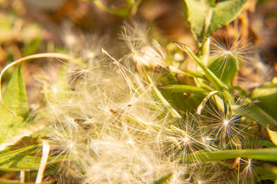 Close-up of dandelion on field