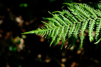 High angle view of fern leaves on tree