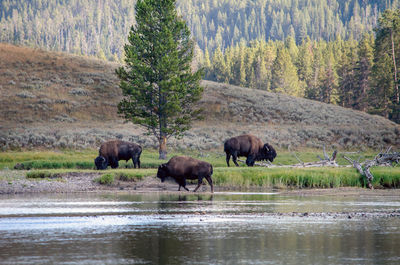 Buffalo grazing in yellowstone national park in wyoming usa