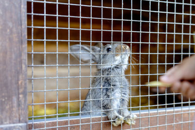 Cute rabbit on animal farm in rabbit-hutch. bunny in cage on natural eco farm. animal livestock 