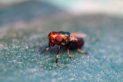 Close-up of fly on table