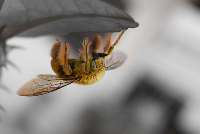 Close-up of honey bee on a black and white leaf and background