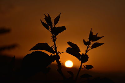 Close-up of silhouette plant against romantic sky at sunset