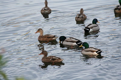 Ducks swimming in lake