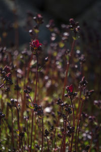 Close-up of poppy blooming on field