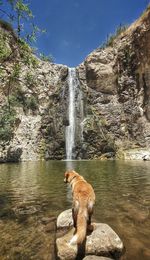 Dog with a waterfall background 