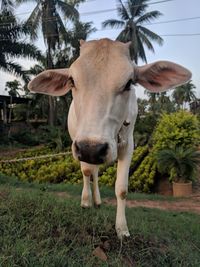 Cow standing in a garden