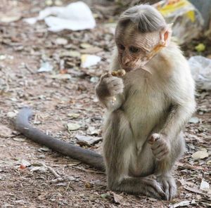 Monkey sitting on field