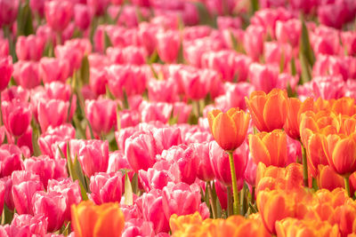 Full frame shot of pink tulips