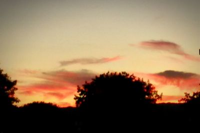 Silhouette of trees at sunset