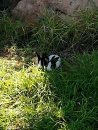 Cat lying on grass