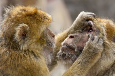 The monkey doctor carefully examines his anxious patient 
