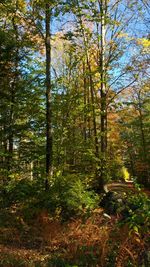 Trees in forest