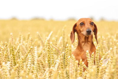 Portrait of dog on field