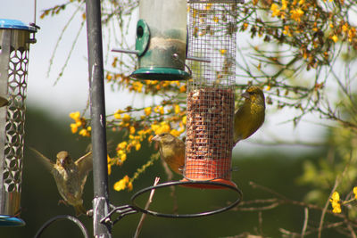 Close-up of bird feeder