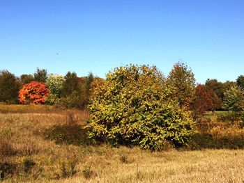 Scenic view of field against clear blue sky