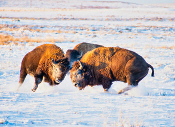 Clashing american bison