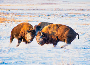 View of dogs on snow covered land