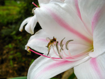 Close-up of insect pollinating flower