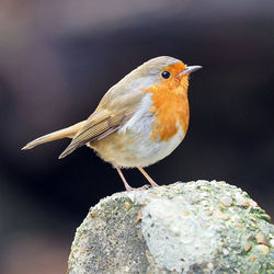 Close-up of bird perching on rock