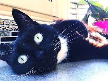 Close-up of cat