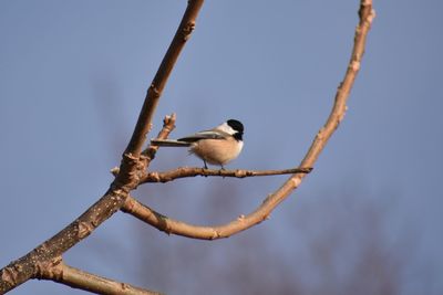 Low angle view of bird perching on branch against sky