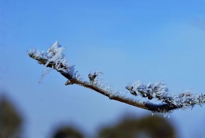Close-up of frozen plant against sky