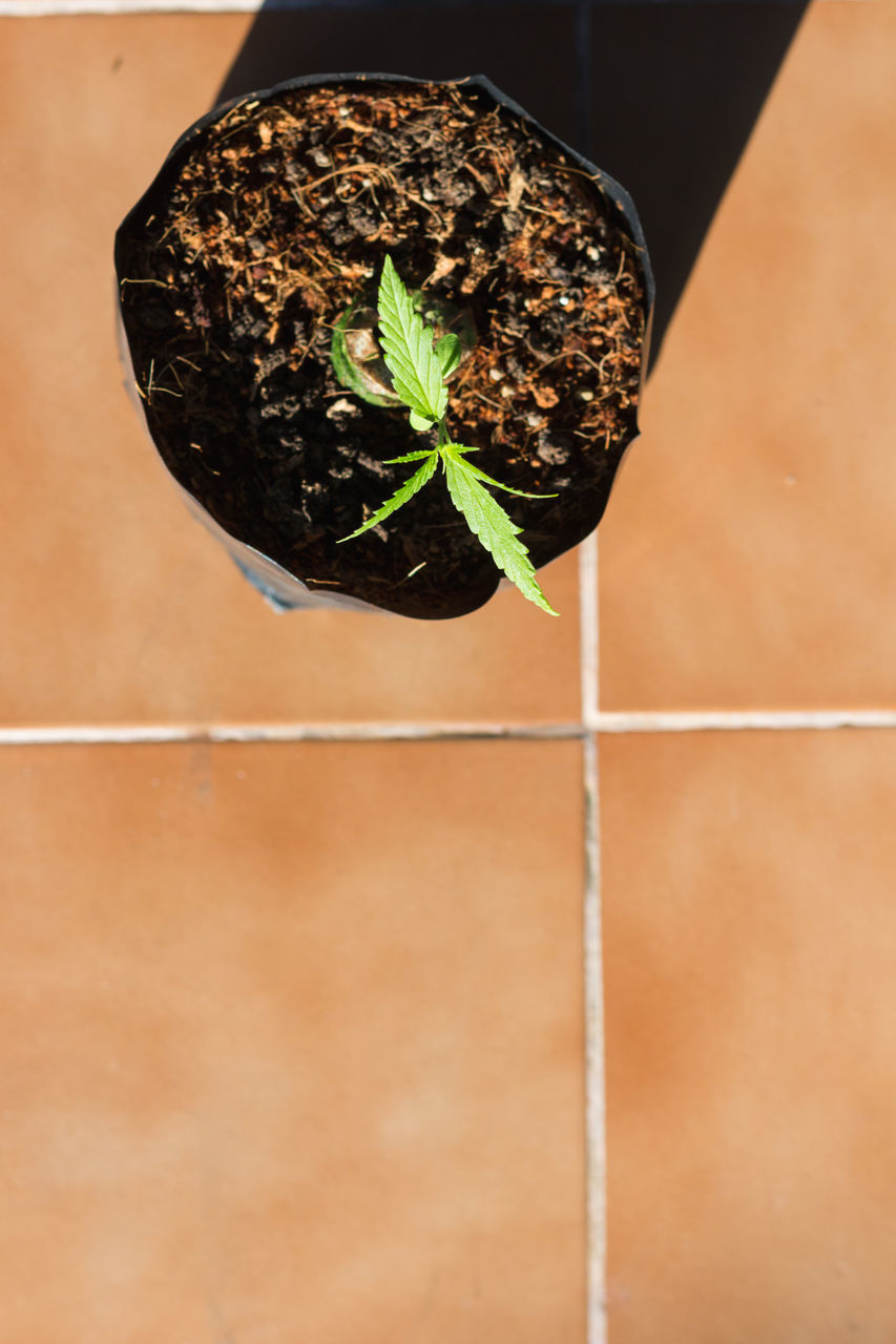 CLOSE-UP OF POTTED PLANT