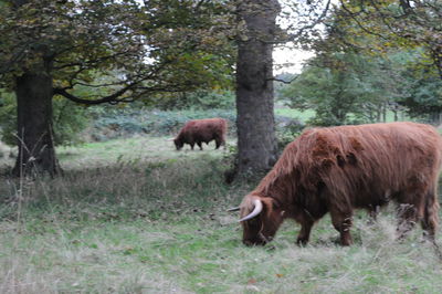 Horses grazing on field