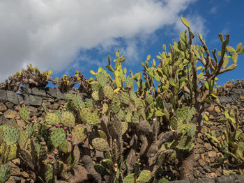 The nature of lanzarote