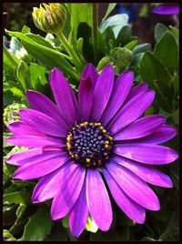 Close-up of purple flower