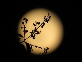Close-up of silhouette tree against sky