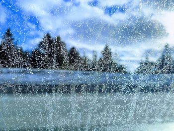 View of frozen plants against sky seen through window