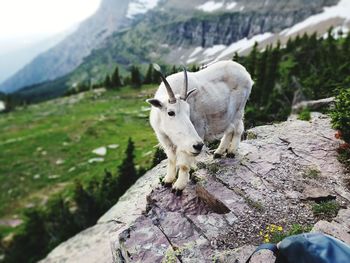 Mountain goat on rock