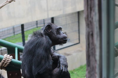 Monkeys in zoo