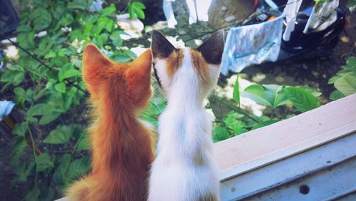 Cat looking away